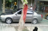 这棵古树成精了 被男子开车撞上它竟然流血了