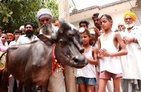 印度一村庄出现三眼神牛 村民膜拜为神迹
