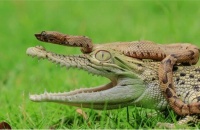 小蛇趁鳄鱼晒太阳 将脑袋伸入了鳄鱼口中