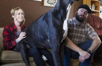 2.1米世界最高狗走红网络 出门吓死人