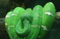 香蛇算什么？ 盘点世界上10大惊艳的蛇