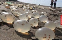 阿根廷海滩遍布诡异外星卵 这到底是啥？