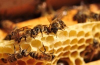 蜜蜂竟然也会感染性病