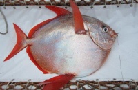 首次发现全温血鱼类 广东人民试吃下？