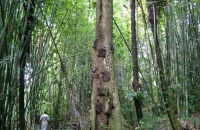 印尼乡村流行“树葬” 树洞埋葬婴尸被大自然吸收